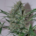 Speed Haze Feminised Cannabis Seeds | Black Skull Seeds Speed Haze Feminised Cannabis Seeds | Black Skull Seeds