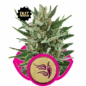 Speedy Chile Fast V Feminised Cannabis Seeds | Royal Queen Seeds Speedy Chile Fast V Feminised Cannabis Seeds | Royal Queen Seeds