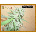 Dr Krippling Spinning Buzz Kick Auto Feminised Cannabis Seeds For Sale Dr Krippling Spinning Buzz Kick Auto Feminised Cannabis Seeds For Sale