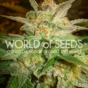 Star 47 Feminised Cannabis Seeds | World of Seeds