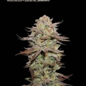 Superior Sticky Fingers Auto Feminised Cannabis Seeds | Seed Stockers Superior Sticky Fingers Auto Feminised Cannabis Seeds | Seed Stockers