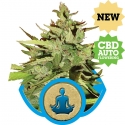 Stress Killer CBD Auto Flowering Feminised Cannabis Seeds | Royal Queen Seeds Stress Killer CBD Auto Flowering Feminised Cannabis Seeds | Royal Queen Seeds