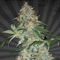 Sucker Punch Auto flowering Feminised Cannabis Seeds | Auto Seeds Sucker Punch Auto flowering Feminised Cannabis Seeds | Auto Seeds