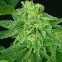 Super Mutant Mass Feminsed Cannabis Seeds | Critical Mass Collective Seeds