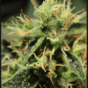 Super Bud Feminised Cannabis Seeds | Green House Seeds