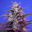 Bloody Skunk Auto Feminised Cannabis Seeds | Sweet Seeds. Bloody Skunk Auto Feminised Cannabis Seeds | Sweet Seeds.