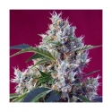 Indigo Berry Kush Feminised Cannabis Seeds | Sweet Seeds. Indigo Berry Kush Feminised Cannabis Seeds | Sweet Seeds.