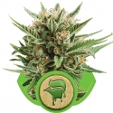 Sweet Skunk Auto Feminised Cannabis Seeds | Royal Queen Seeds Sweet Skunk Auto Feminised Cannabis Seeds | Royal Queen Seeds
