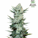 Wedding Cheesecake Feminised Cannabis Seeds | Fast Buds.