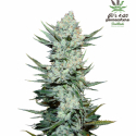 Tropicana Cookies FF Feminised Cannabis Seeds | Fast Buds.