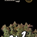 Superior Terp Tonic Feminised Cannabis Seeds | Seed Stockers. Superior Terp Tonic Feminised Cannabis Seeds | Seed Stockers.