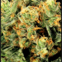 The Church Feminised Cannabis Seeds | Green House Seeds The Church Feminised Cannabis Seeds | Green House Seeds