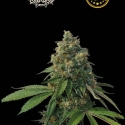 Superior Thunder Dawg Regular Cannabis Seeds | Seed Stockers