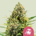 Trainwreck Auto Feminised Cannabis Seeds | Royal Queen Seeds.