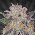 Trans Siberian Auto flowering Feminised Cannabis Seeds | Auto Seeds 