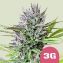 Triple G Feminised Cannabis Seeds | Royal Queen Seeds. Triple G Feminised Cannabis Seeds | Royal Queen Seeds.