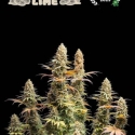 Superior Triton Biscotto Lime Feminised Cannabis Seeds | Seed Stockers Superior Triton Biscotto Lime Feminised Cannabis Seeds | Seed Stockers