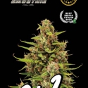 Superior Tropical Zmoothie Feminised Cannabis Seeds | Seed Stockers