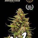 Superior Tropical Zmoothie Feminised Cannabis Seeds | Seed Stockers Superior Tropical Zmoothie Feminised Cannabis Seeds | Seed Stockers