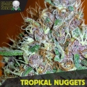 Tropical Nuggets Feminised Cannabis Seeds | Black Skull Seeds