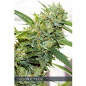 Vision Kosher Feminised Cannabis Seeds | Vision Seeds Vision Kosher Feminised Cannabis Seeds | Vision Seeds