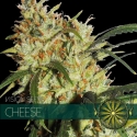 Gouda's Grass Feminised Cannabis Seeds | Vision Seeds