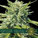 Crystal Queen Feminised Cannabis Seeds | Vision Seeds Crystal Queen Feminised Cannabis Seeds | Vision Seeds
