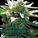 La Blanca Gold Feminised Cannabis Seeds | Vision Seeds La Blanca Gold Feminised Cannabis Seeds | Vision Seeds