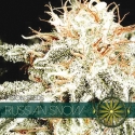 Russian Snow Feminised Cannabis Seeds | Vision Seeds Russian Snow Feminised Cannabis Seeds | Vision Seeds