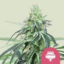 Wedding Gelato Feminised Cannabis Seeds | Royal Queen Seeds. Wedding Gelato Feminised Cannabis Seeds | Royal Queen Seeds.