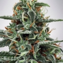 White Widow Feminised Cannabis Seeds | Ministry of Cannabis