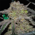 Tonic Ryder Feminised Cannabis Seeds | World of Seeds