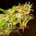 Zamaldelica Feminised Cannabis Seeds | Ace Seeds Zamaldelica Feminised Cannabis Seeds | Ace Seeds