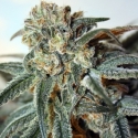 Zombie Kush Feminised Cannabis Seeds