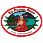 Big Buddha Cannabis Seeds | Cannabis Seeds Store