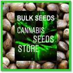 Bulk Cannabis Seeds from Cannabis Seeds Store