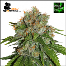 Amnesia Auto Cannabis Seeds | Seed Stockers