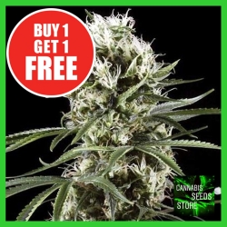 Super Lemon Haze Feminised Cannabis Seeds - Cannabis Seeds Store