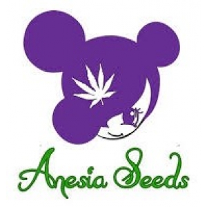 Anesia Seeds - Discount Cannabis Seeds