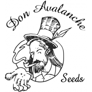 Don Avalanche Seeds from Discount Cannabis Seeds