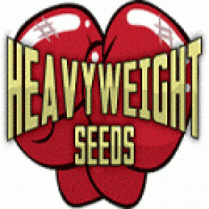 Heavyweight Seeds | Cannabis Seeds Store
