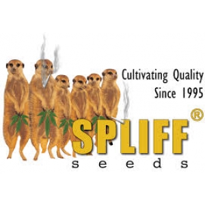 Spliff Seeds | Cannabis Seeds Store
