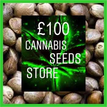 Gorilla Zkittlez Feminized Cannabis Seeds | CSS 100 Seed Bulk Pack
