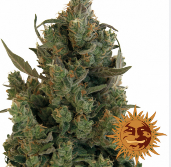 Blue Cheese Feminised Cannabis Seeds | Barney's Farm Blue Cheese Feminised Cannabis Seeds | Barney's Farm