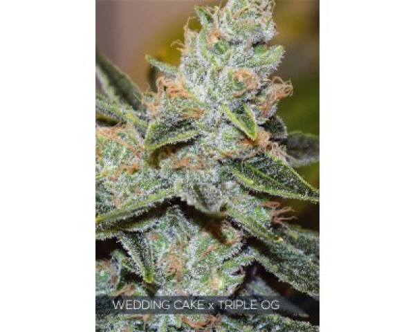 Wedding Cake x Triple OG Feminised Cannabis Seeds | Vision Seeds Wedding Cake x Triple OG Feminised Cannabis Seeds | Vision Seeds