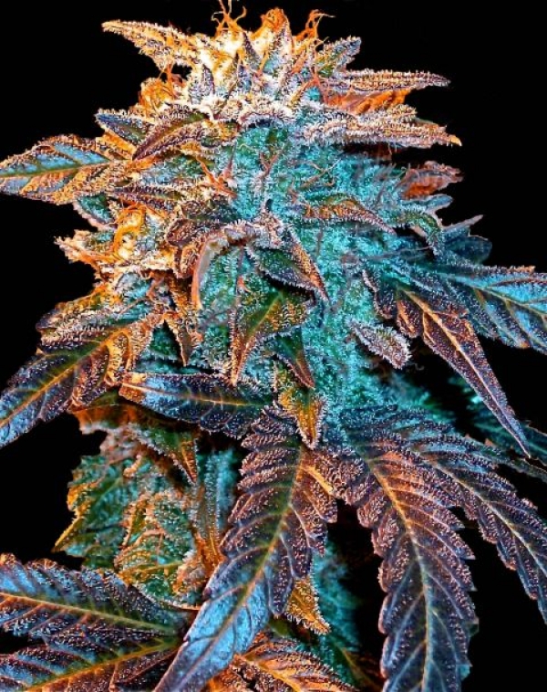 Auto Gelato Feminised Cannabis Seeds | Female Seeds 