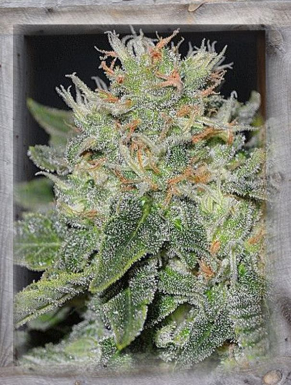 Super Skunk Kush Feminised Cannabis Seeds | Garden of Green