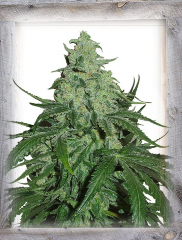 Super Skunk Auto Feminised Cannabis Seeds | Garden of Green