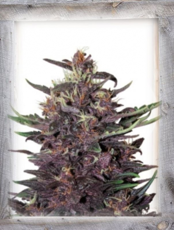 Violet Kush Auto Feminised Cannabis Seeds | Garden of Green