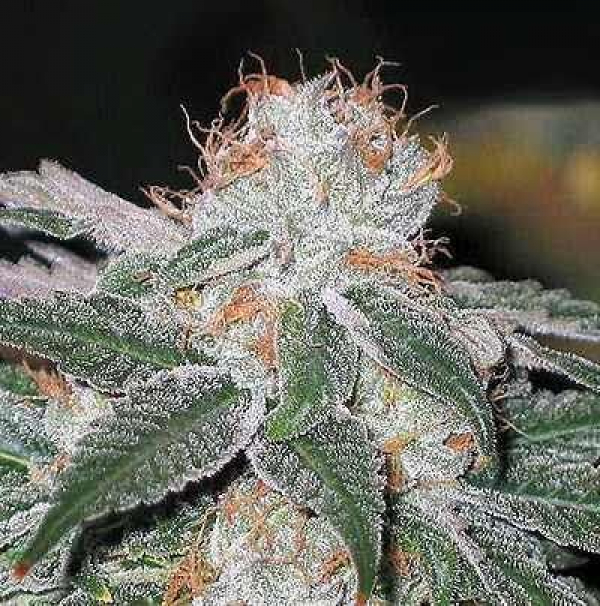 Dubble Bubble Feminised Cannabis Seeds | Garden of Green Dubble Bubble Feminised Cannabis Seeds | Garden of Green
